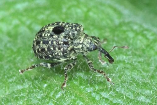 Cionus hortulanus